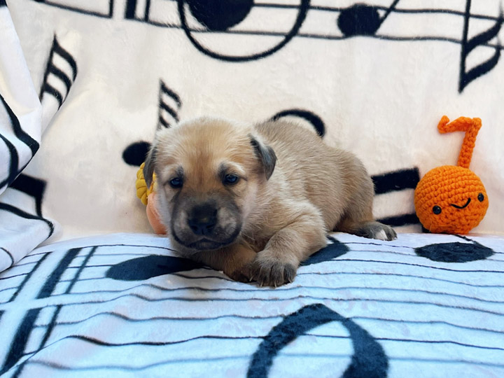 chinook puppy